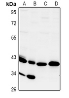 1 - Anti-CD172g Antibody AP53980
