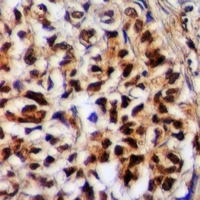 19 - Anti-Granuphilin Antibody AP53981