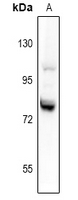 1 - Anti-Granuphilin Antibody AP53981