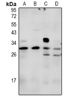 1 - Anti-Syndecan 2 Antibody AP53982