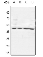 1 - Anti-GTF3A Antibody AP53983