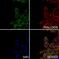 3 - Anti-PTPN22 Antibody AP53984