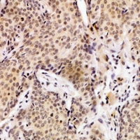 19 - Anti-UEVLD Antibody AP53985