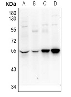 1 - Anti-UEVLD Antibody AP53985