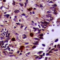 19 - Anti-ZNF575 Antibody AP53986