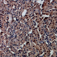 19 - Anti-HNF4 alpha/gamma Antibody AP53989