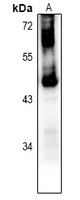 1 - Anti-GPR151 Antibody AP53991