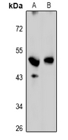 1 - Anti-GPRC5C Antibody AP53992
