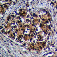 19 - Anti-GPR27 Antibody AP53993