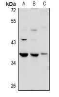 1 - Anti-GPR27 Antibody AP53993