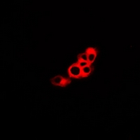 3 - Anti-GPR48 Antibody AP53994