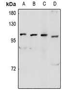 1 - Anti-GPR48 Antibody AP53994