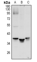 1 - Anti-MRGX1 Antibody AP53995