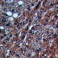 19 - Anti-Collagen 4 Antibody AP53996
