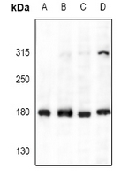 1 - Anti-Collagen 4 Antibody AP53996