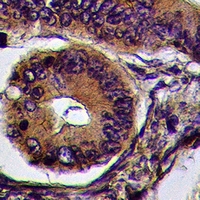 19 - Anti-Cadherin-pan Antibody AP53998
