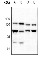 1 - Anti-Cadherin-pan Antibody AP53998