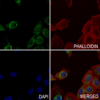 3 - Anti-Actin-pan Antibody AP54001