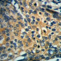 19 - Anti-Actin-pan Antibody AP54001