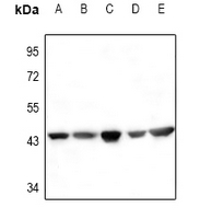 1 - Anti-Actin-pan Antibody AP54001