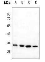 1 - Anti-Mast Cell Tryptase Antibody AP54002