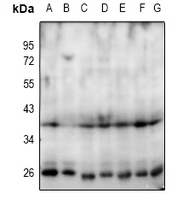 1 - Anti-NANOG Antibody AP54003