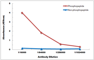 10 - Anti-PKN1/2 (Phospho-T774/816) Antibody AP54005