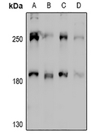 1 - Anti-MYO10 Antibody AP54008