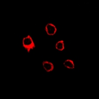 3 - Anti-EMR3 Antibody AP54010