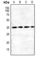 1 - Anti-FKSG1 Antibody AP54011