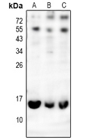 1 - Anti-CD179a Antibody AP54013
