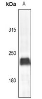 1 - Anti-Myosin 6 Antibody AP54014