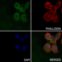 3 - Anti-Collagen-pan Antibody AP54015