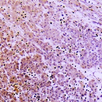 19 - Anti-Collagen-pan Antibody AP54015