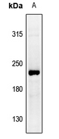 1 - Anti-Collagen-pan Antibody AP54015