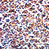 19 - Anti-AHNAK Antibody AP54019