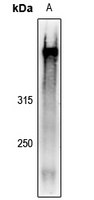 1 - Anti-AHNAK Antibody AP54019