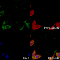 3 - Anti-VEGF165 Antibody AP54020