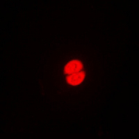 3 - Anti-PDZD2 Antibody AP54021