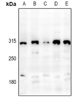 1 - Anti-PDZD2 Antibody AP54021