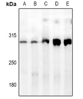 1 - Anti-ATRX Antibody AP54022