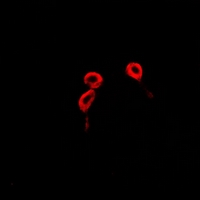 3 - Anti-BLCAP Antibody AP54023