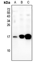 1 - Anti-BLCAP Antibody AP54023