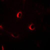 3 - Anti-ECRG4 Antibody AP54026