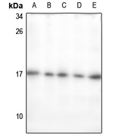 1 - Anti-ECRG4 Antibody AP54026