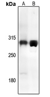 1 - Anti-TRAP240 Antibody AP54027
