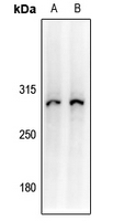 1 - Anti-Collagen 7 alpha 1 Antibody AP54028