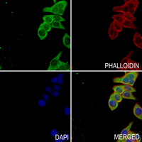 3 - Anti-COX19 Antibody AP54029