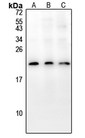 1 - Anti-COX19 Antibody AP54029