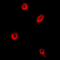3 - Anti-CDC50C Antibody AP54030